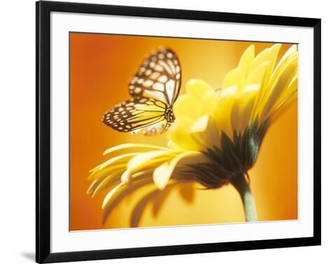 ANIMAL INSECT BUTTERFLY FLOWER YELLOW BLACK FRAMED ART PRINT PICTURE B12X4734